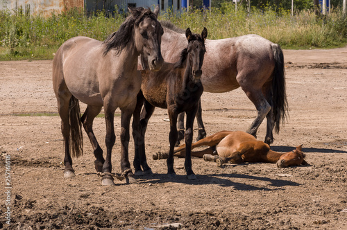 Four horses are walking. Sand road in the field with trees far away. Travelling
