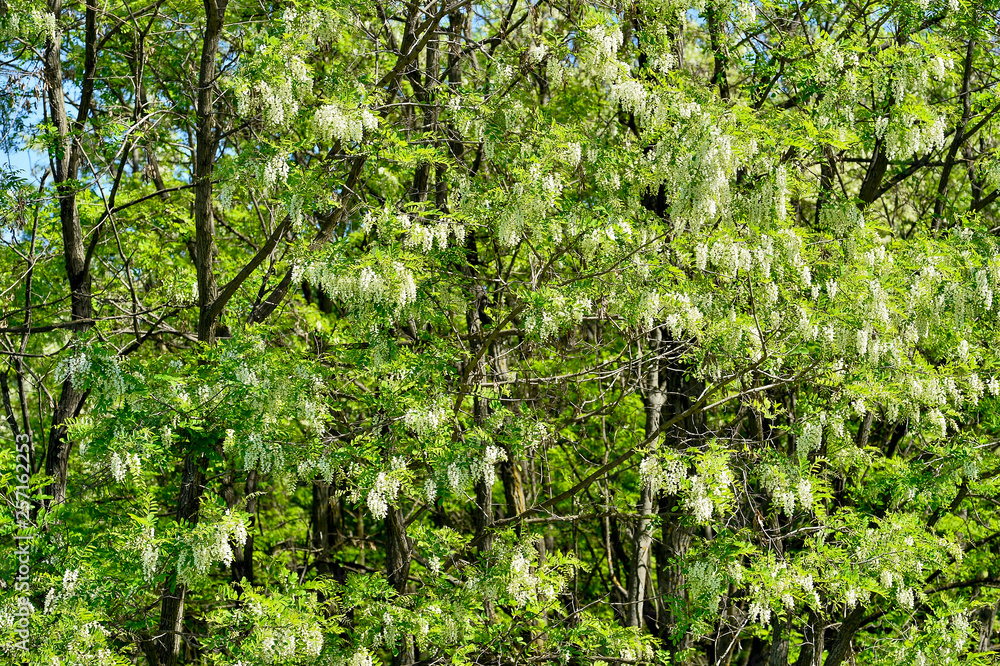 Blooming white bunches of white acacia flowers in bright sunlight. Natural background Blooming white bunches of white acacia flowers in bright sunlight. Natural background