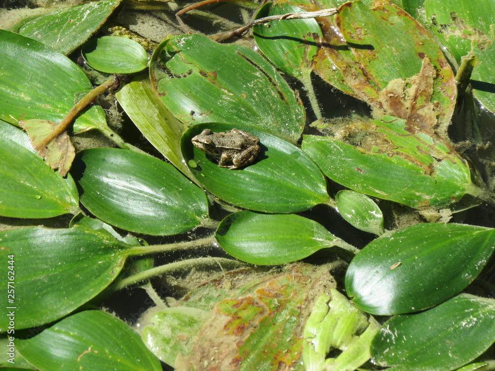 Obraz premium Piccola rana