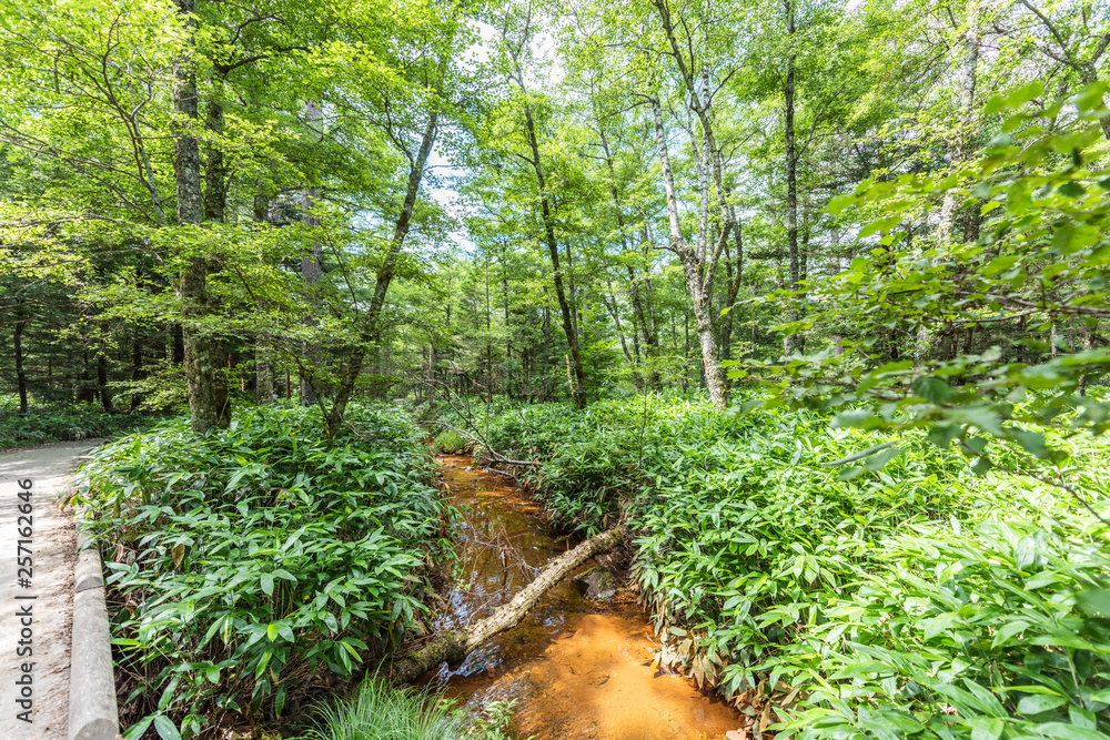 Fototapeta premium Summer Forest Landscape,Pathway at Kamikochi in Japan