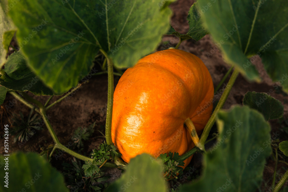Obraz premium Dynia