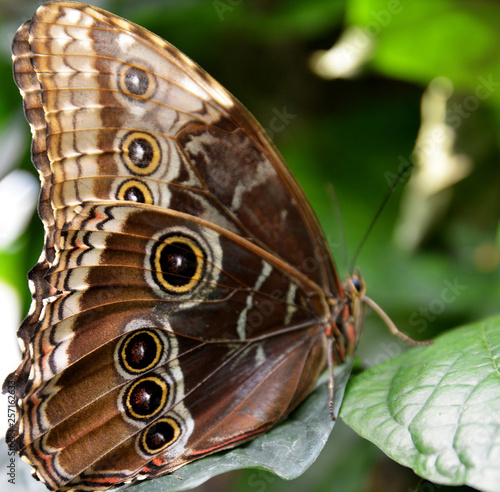 butterfly on a leaf on the garden © aykutkarahan
