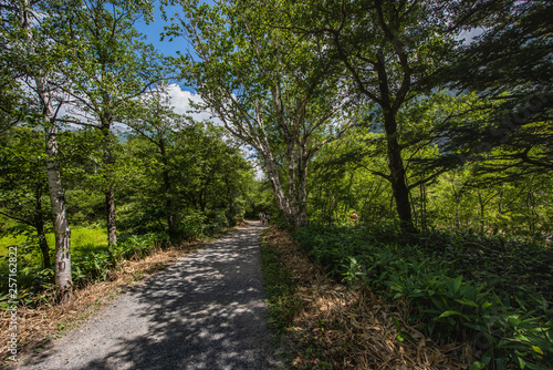 Summer Forest Landscape,Pathway at Kamikochi in Japan