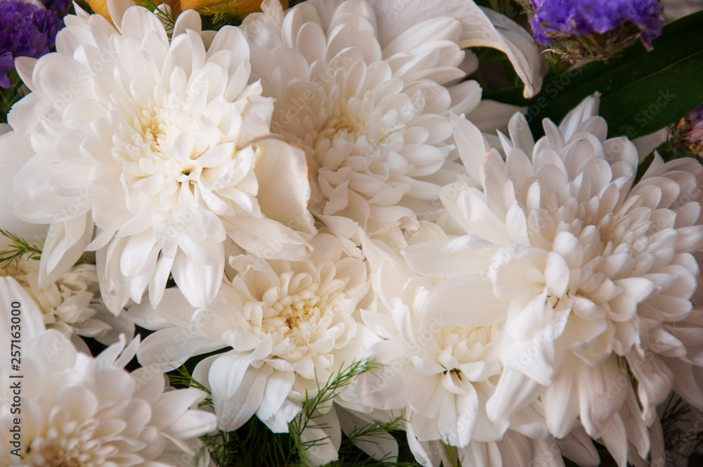 White flowers of chrysanthemum with green leaves in the spring  tender bouquet 