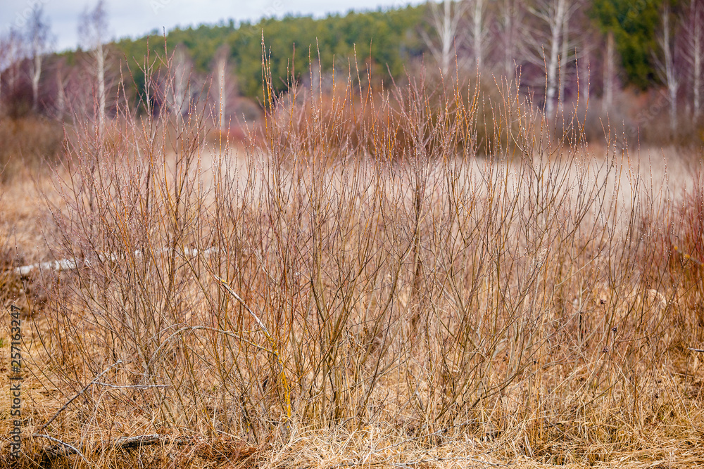 reeds in lake