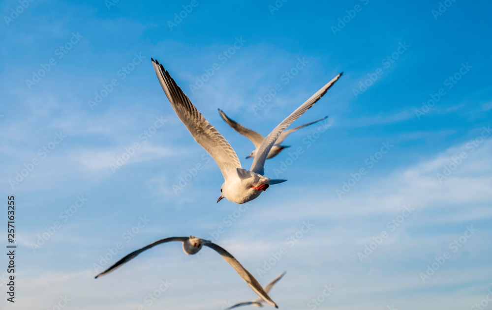 Fototapeta premium Seagulls flying in bright day light with stunning blue sky as background
