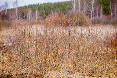 reeds in lake