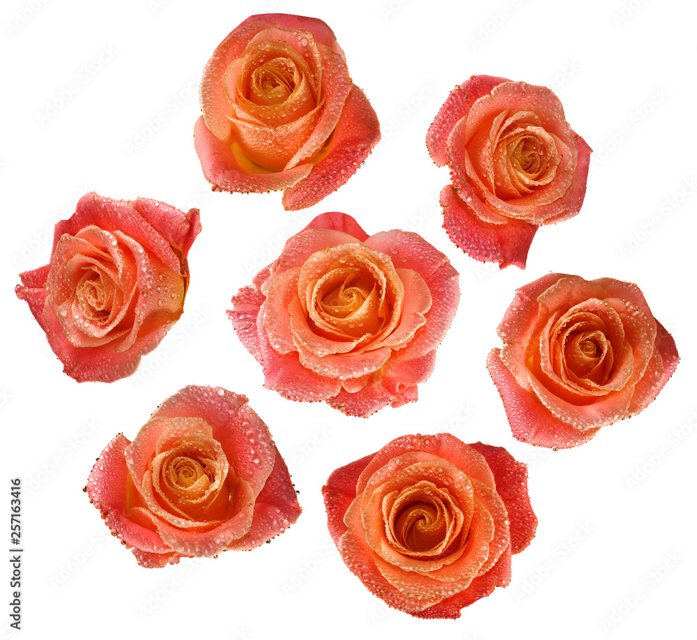 isolated image of rose flowers isolated image of rose flowers