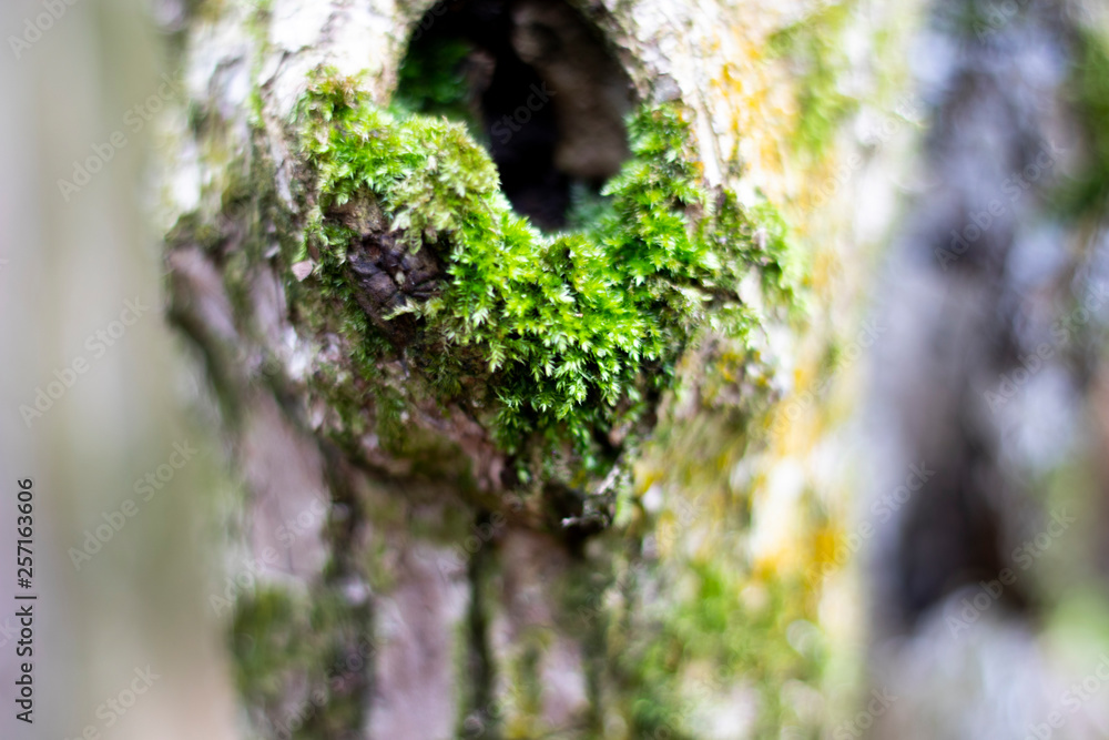 Patches of tree moss growing on woodland tree with shallow depth of field Patches of tree moss growing on woodland tree with shallow depth of field