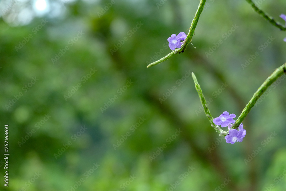 Verbena simplex Leym. or Narrow-leaved vervain with bokeh background. indonesia Verbena simplex Leym. or Narrow-leaved vervain with bokeh background. indonesia