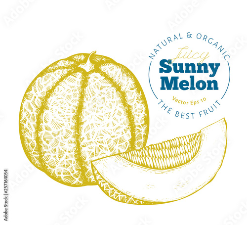 Whole melon and a piece of melon. Hand drawn vector exotic fruit illustration. Engraved style fruit. Retro botanical illustration.