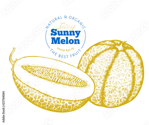 Whole melon and a half of melon. Hand drawn vector exotic fruit illustration. Engraved style fruit. Retro botanical illustration.