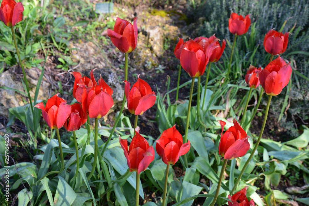 Tulipes rouges au jardin