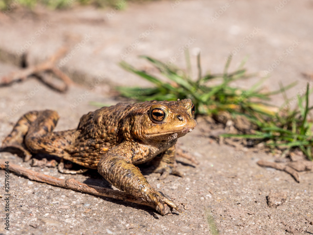 Erdkröte auf einem Weg Erdkröte auf einem Weg