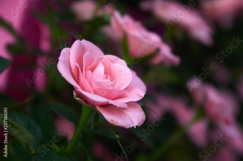 Fototapeta Naklejka Na Ścianę i Meble -  pink rose in the garden