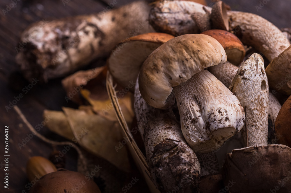 Ceps Mushroom Boletus over Wooden Background. Autumn Boletus edulis Mushrooms close up on wood rustic table. Cooking delicious organic mushroom. Gourmet food Ceps Mushroom Boletus over Wooden Background. Autumn Boletus edulis Mushrooms close up on wood rustic table. Cooking delicious organic mushroom. Gourmet food