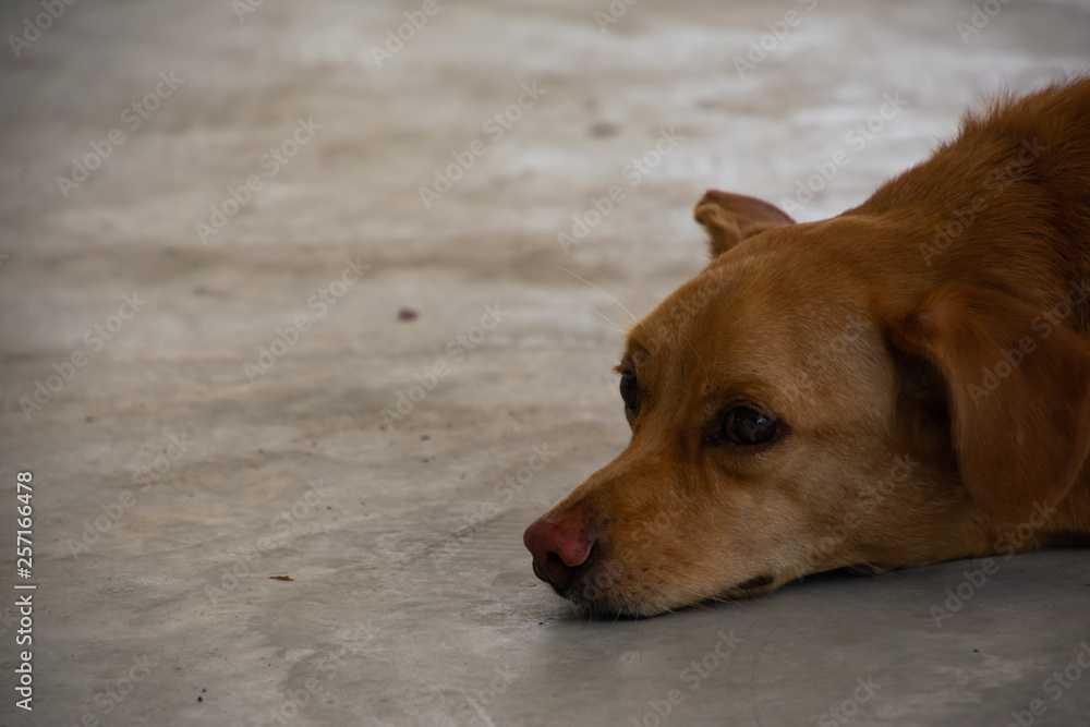 Sad dog sit on the concrete floor