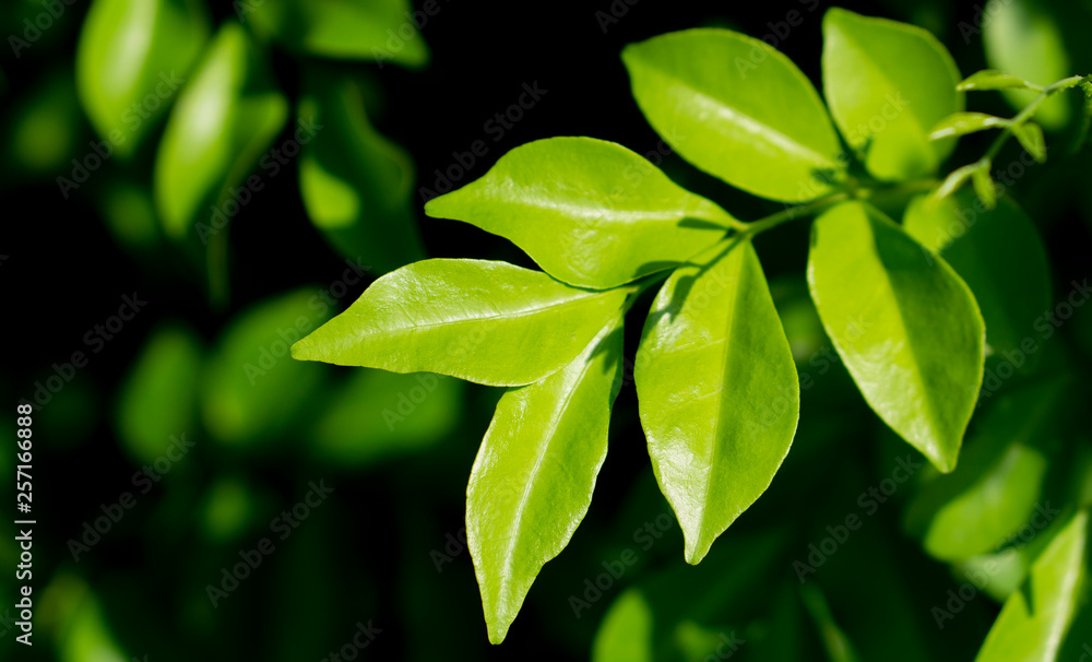 Fresh green leaves spring nature background Fresh green leaves spring nature background