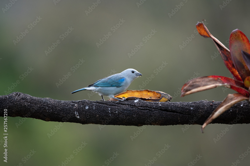 Shining Honeycreeper, Cyanerpes lucidus, exotic tropical blue bird with yellow legs from Costa Rica. Blue songbird in the nature habitat. Tanager from South America