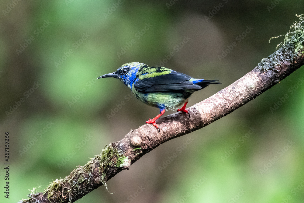 Shining Honeycreeper, Cyanerpes lucidus, exotic tropical blue bird with yellow legs from Costa Rica. Blue songbird in the nature habitat. Tanager from South America Shining Honeycreeper, Cyanerpes lucidus, exotic tropical blue bird with yellow legs from Costa Rica. Blue songbird in the nature habitat. Tanager from South America
