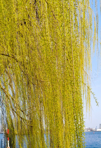 A beautiful weeping willow in spring on the banks of the river Spree in Berlin photo