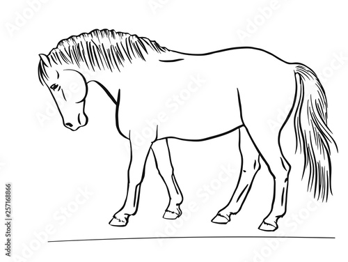 Vector sketch of a pony exterior.