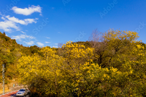 Fototapeta Naklejka Na Ścianę i Meble -  早春の青空にミモザの黄色い花がまぶしく咲き誇る様子が美しい