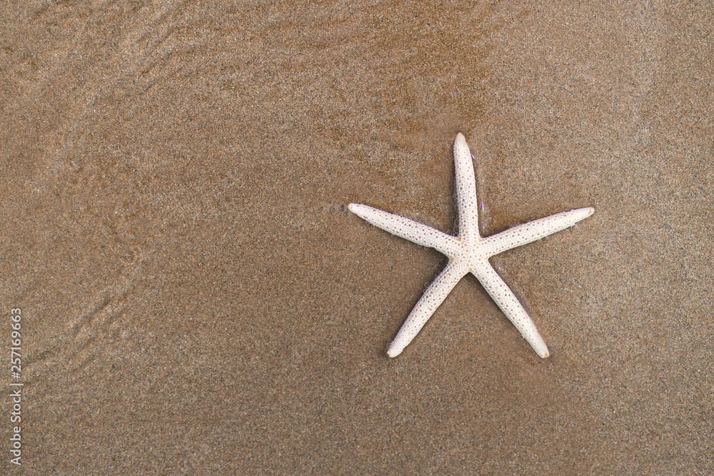 Starfish on sandy beach in summer with sea background Starfish on sandy beach in summer with sea background