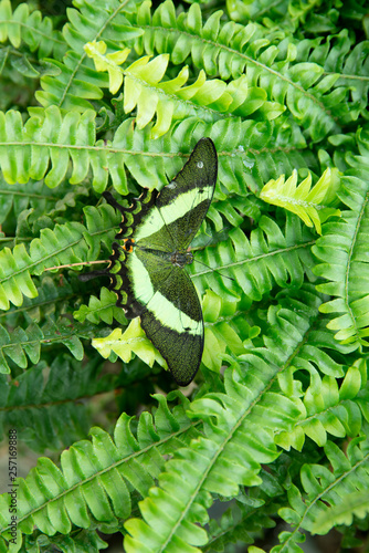 butterfly on a green plant background