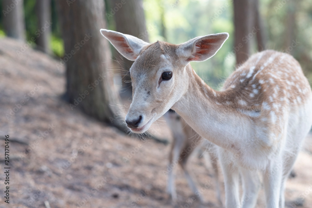 Obraz premium Deer in the wild