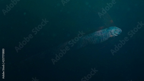 giant oarfish, beautiful Regalecus glesne so called king of herrings source of sea serpent sightings