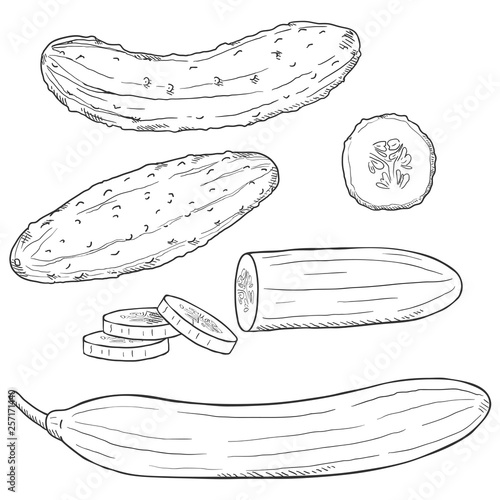 Vector Set of Sketch Cucumbers.