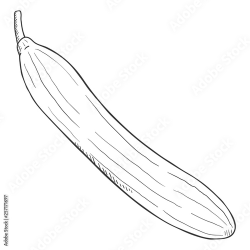 Vector Black Sketch Cucumber