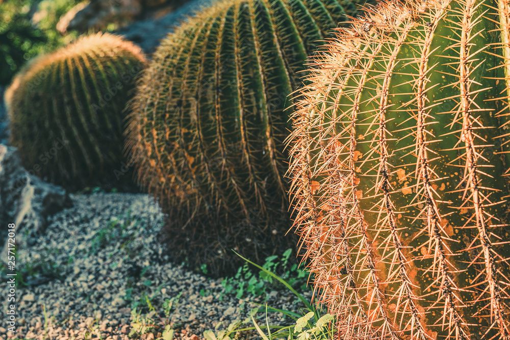 Three Round Golden Barrel cactus in a garden Three Round Golden Barrel cactus in a garden