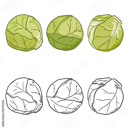 Vector Set of Cartoon and Sketch Brussels Sprouts