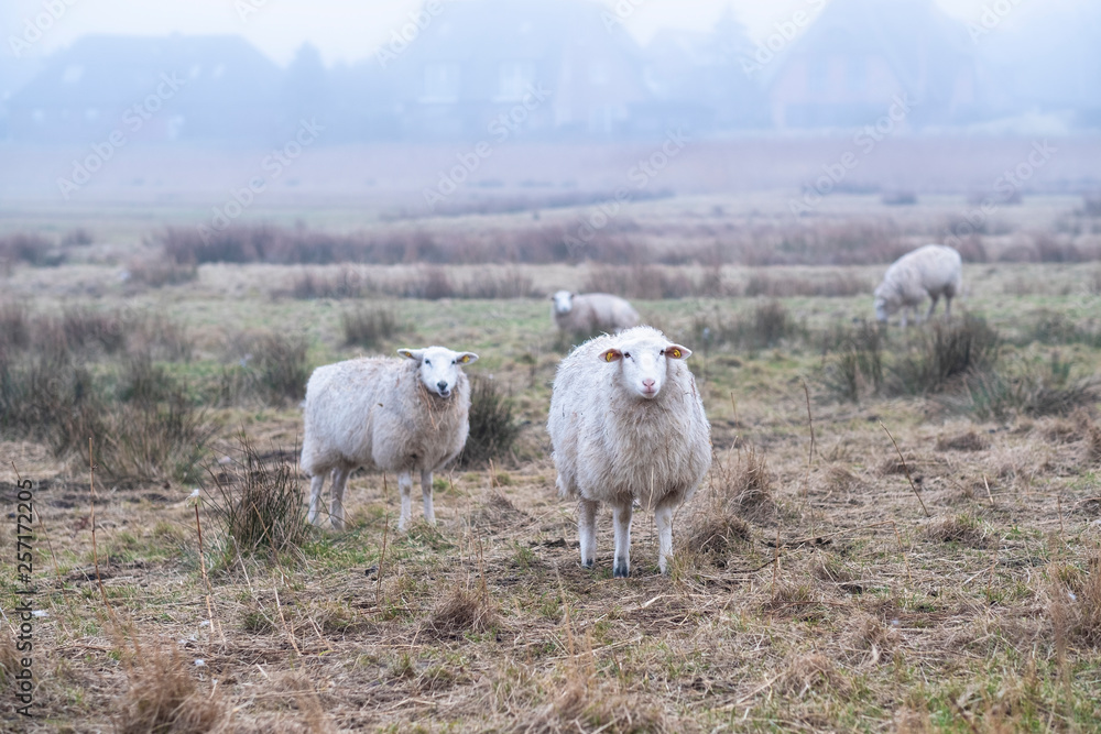 Sheeps in January Fog