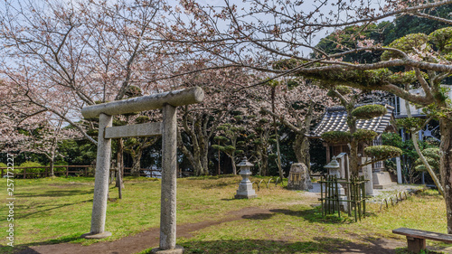 春の館山城跡に鎮座する浅間神社の風景