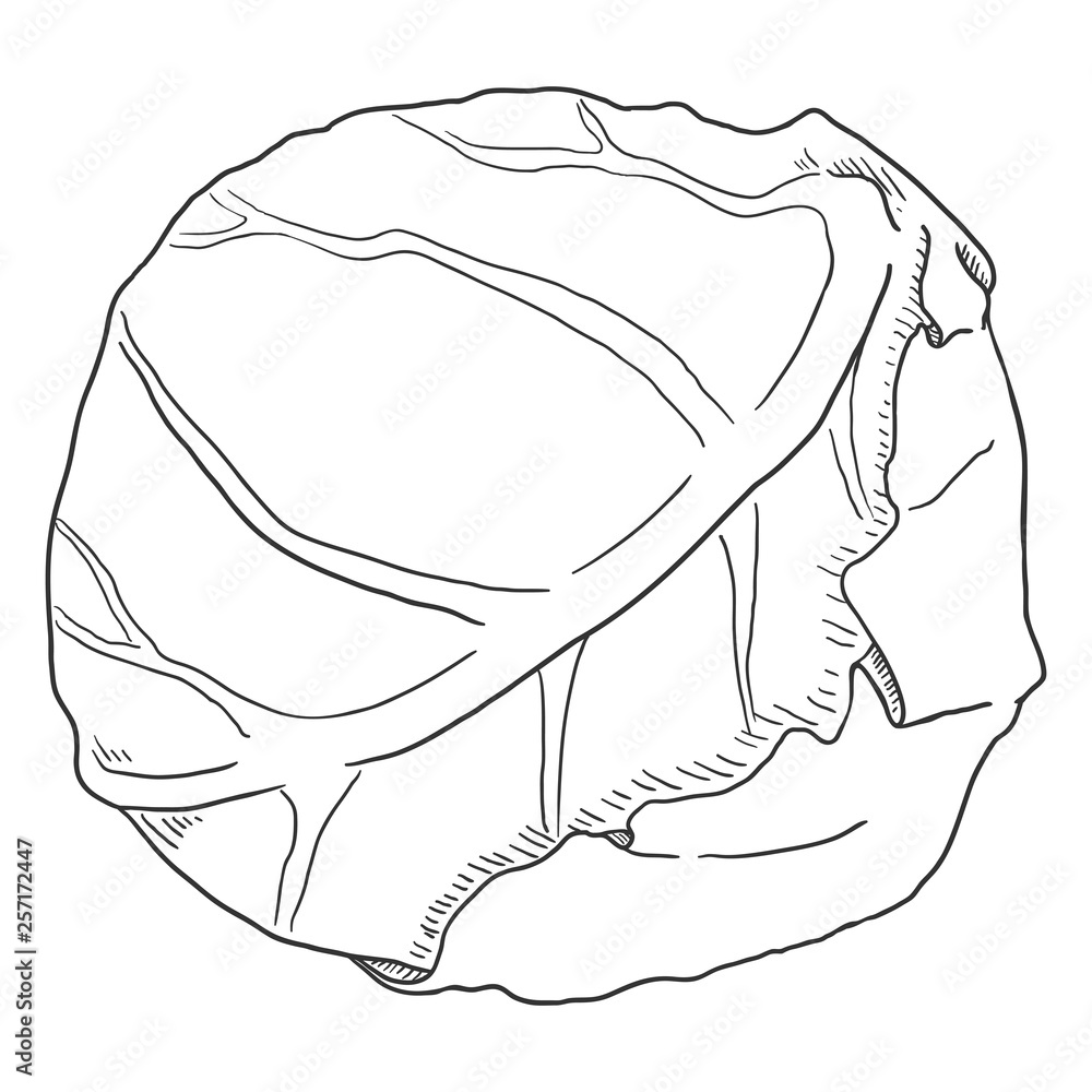 Vector Sketch Head of Cabbage Vector Sketch Head of Cabbage