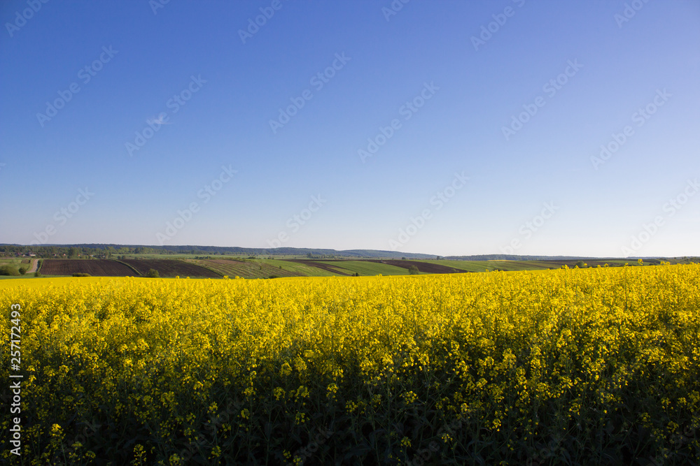 rapeseed field,The fields of yellow rape for biofuel grows in the field