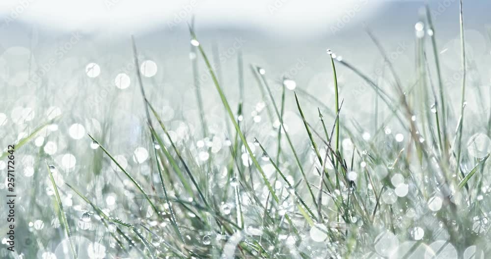 Green and fresh background. Cold morning dew on grass. Green and fresh background. Cold morning dew on grass.
