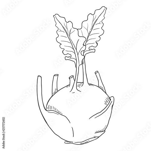 Vector Sketch Kohlrabi Cabbage
