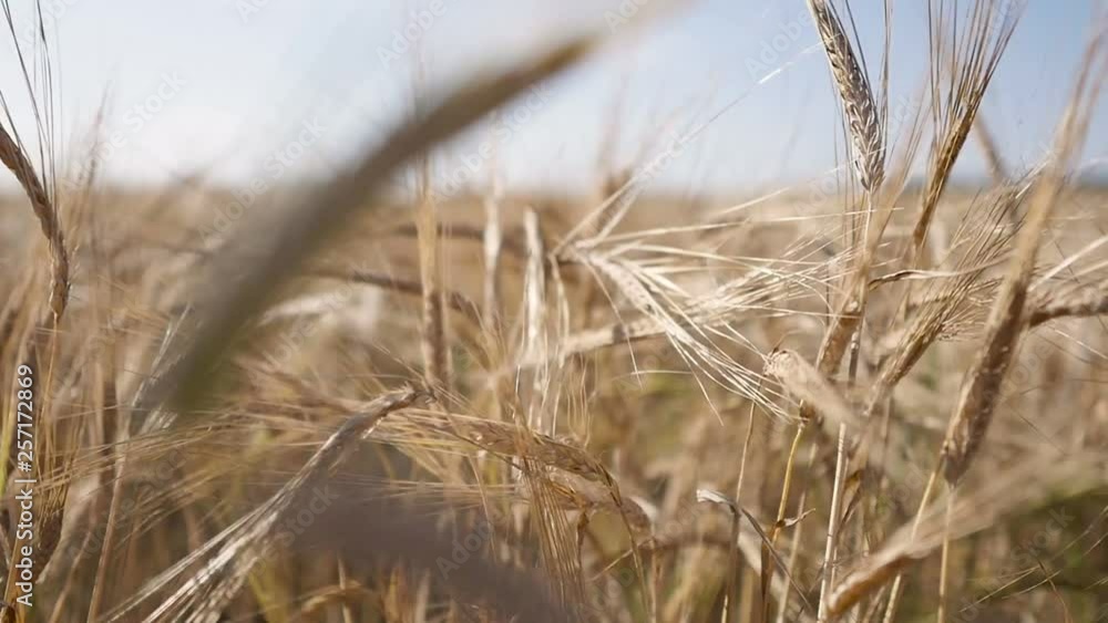 Ears of wheat swaying at beautiful sunny morning. Crop concept. Ears of wheat swaying at beautiful sunny morning. Crop concept.