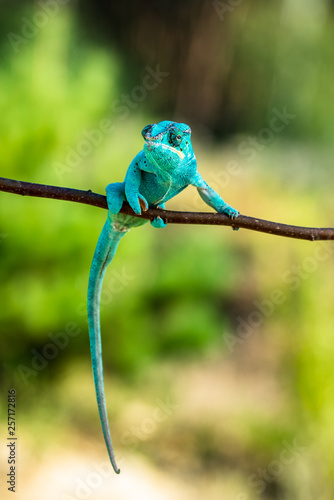 Chameleon Furcifer pardalis Ambolobe 2 years old, Madagascar endemic Panther chameleon in angry state, pure Ambilobe (Chamaeleoninae) photo