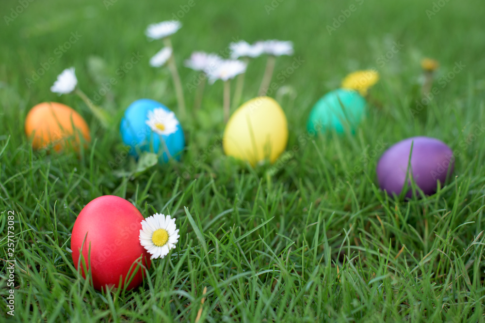 Easter hunt - colored hen eggs in the grass