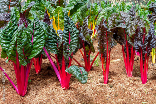 Swiss Chard, rainbow colors vegetable in a plantation. © Siraphatphoto