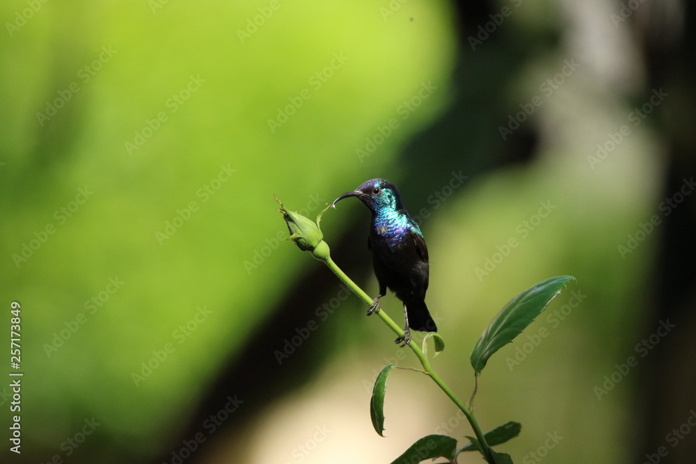 Fototapeta premium palestine sun bird