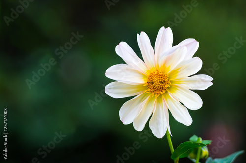 white flower macro on green background