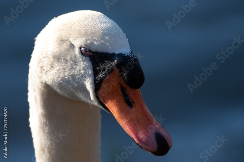 Swan in Sunlight