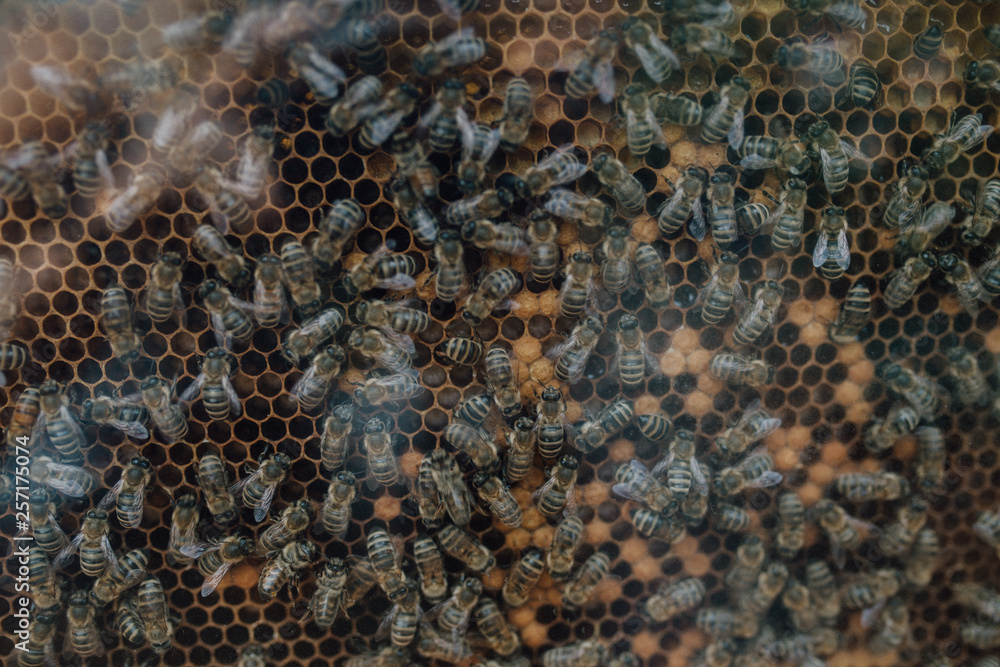 Bienenstock Bienenstock