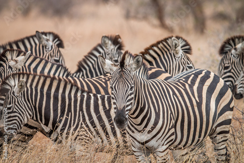 Zebras standing in the long grass.
